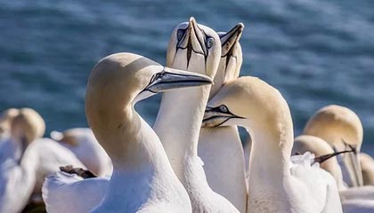 F1巴林和沙特大奖赛取消