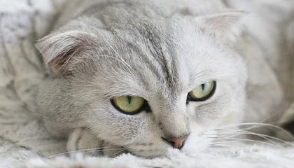 开云体育博彩-大连市青少年足球改革谱写体教融合新篇章